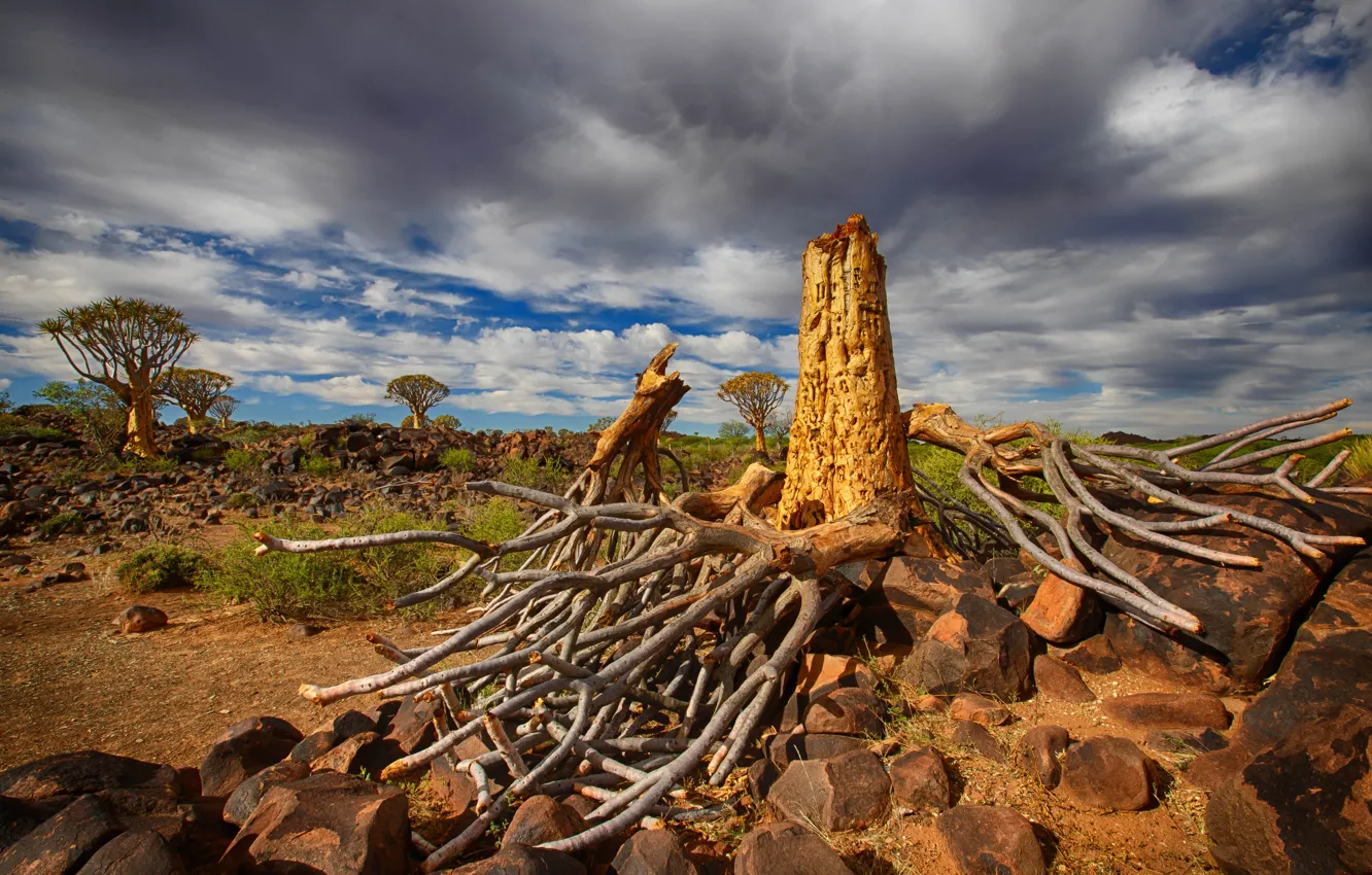 Фото обои небо, облака, деревья, корни, камни, Намибия