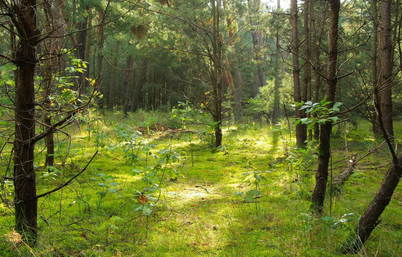 Фото обои green, forest, trees, park, plant