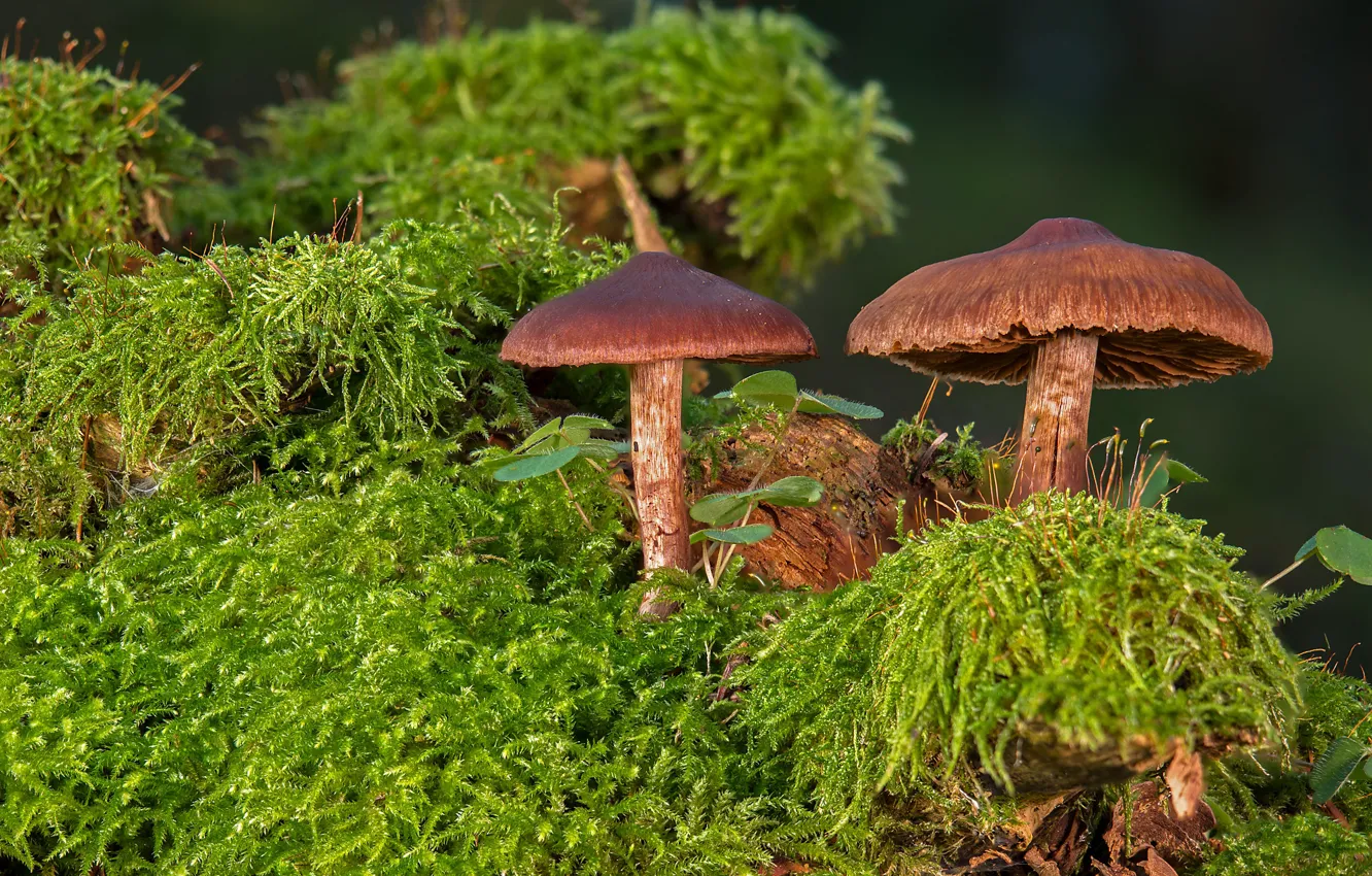 Фото обои зелень, грибы, мох, парочка, два
