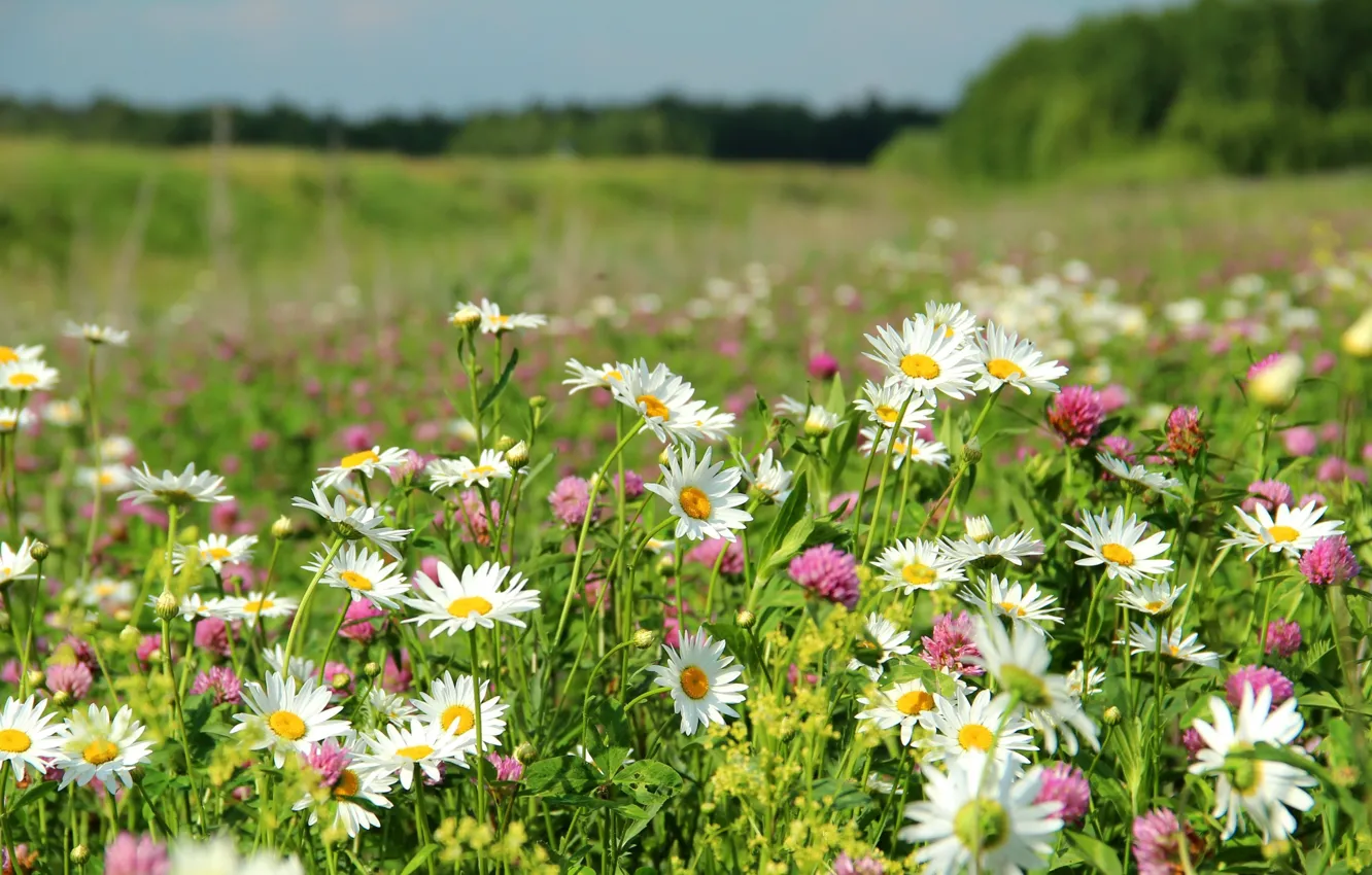 Фото обои поле, лето, цветы, природа
