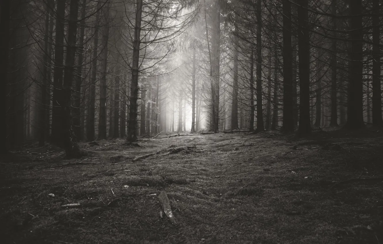 Фото обои лес, деревья, природа, черно-белое, монохром, monochrome, black and white