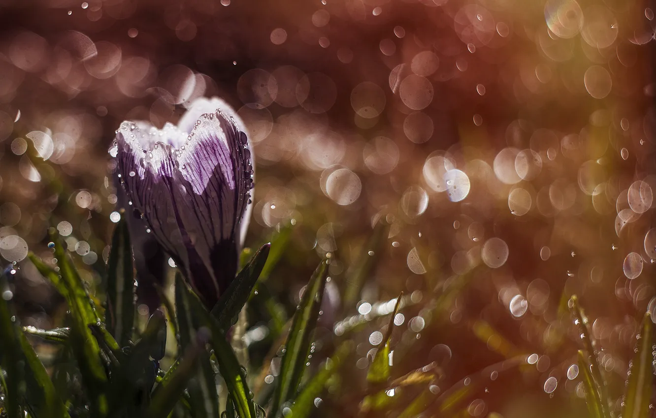 Фото обои цветок, капли, макро, природа, дождь, весна, крокус, боке