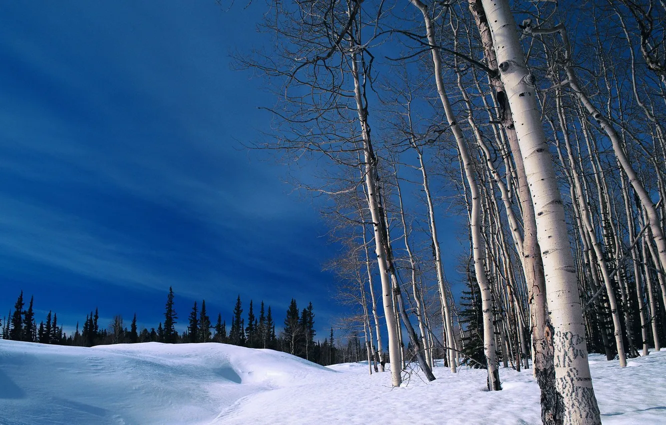 Фото обои зима, лес, небо, снег, деревья