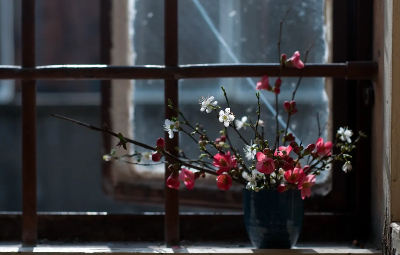 Фото обои цветы, фон, окно