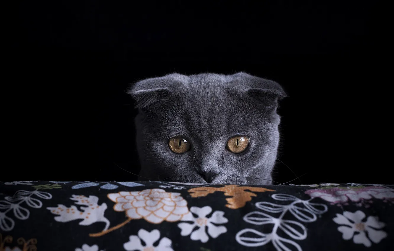 Фото обои кошка, кот, взгляд, поза, мордашка