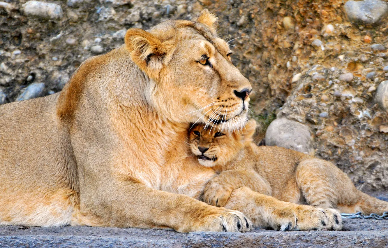 Фото обои лев, Кошки, малыш, львы