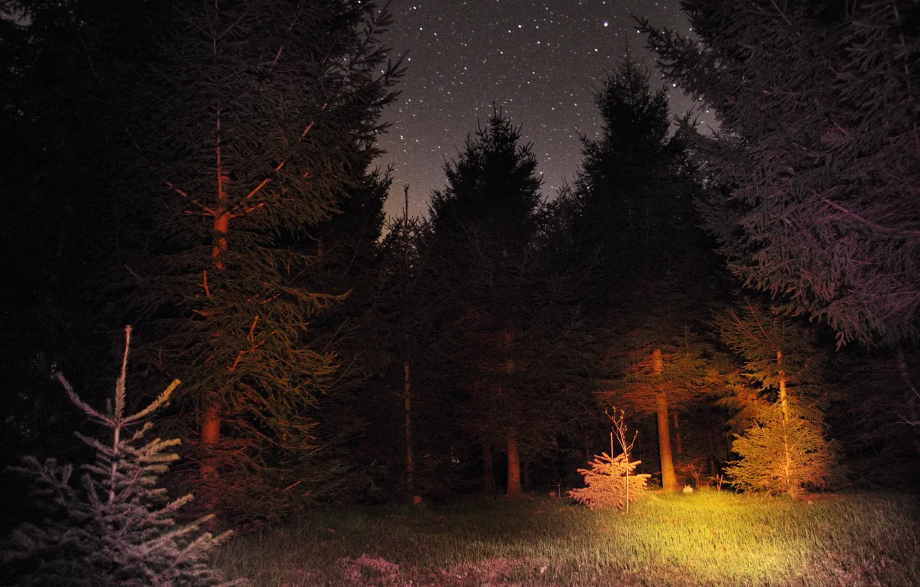 Фото обои лес, ночь, звёзды, forest, sky, Night, stars