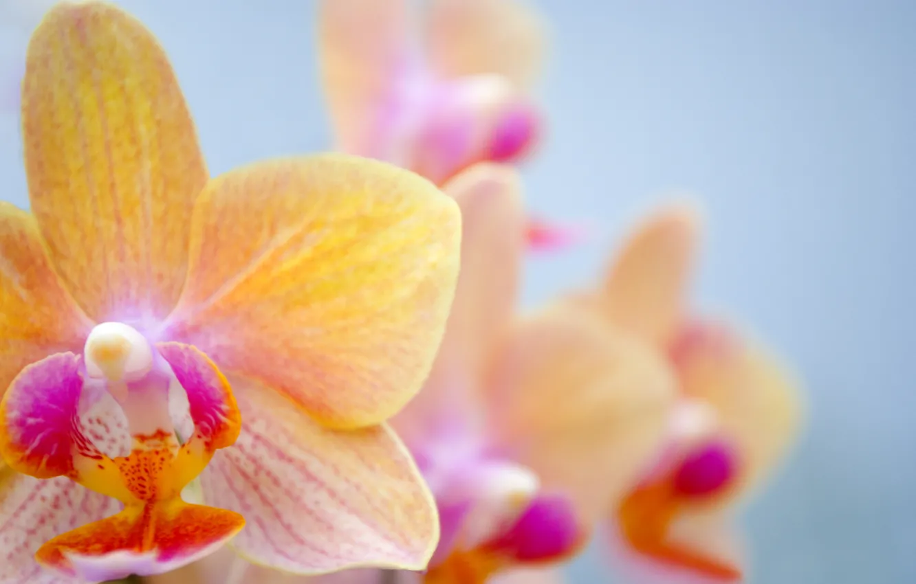Фото обои цветок, орхидея, orchid
