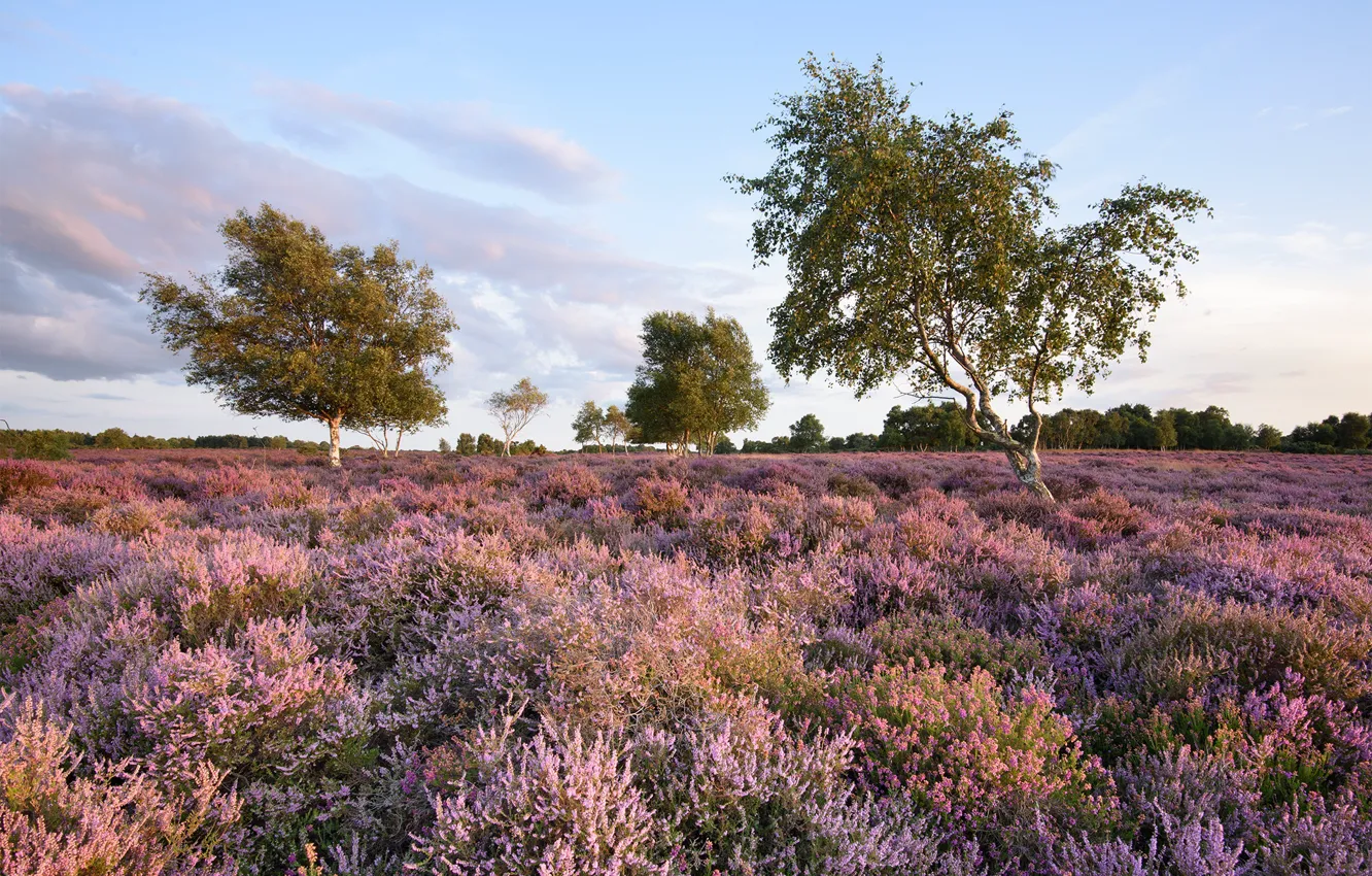 Фото обои поле, лето, деревья