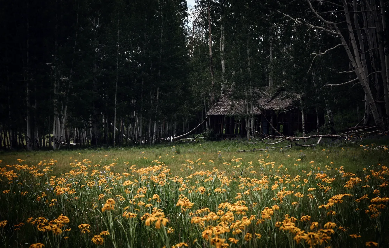 Фото обои поле, лес, цветы, дом