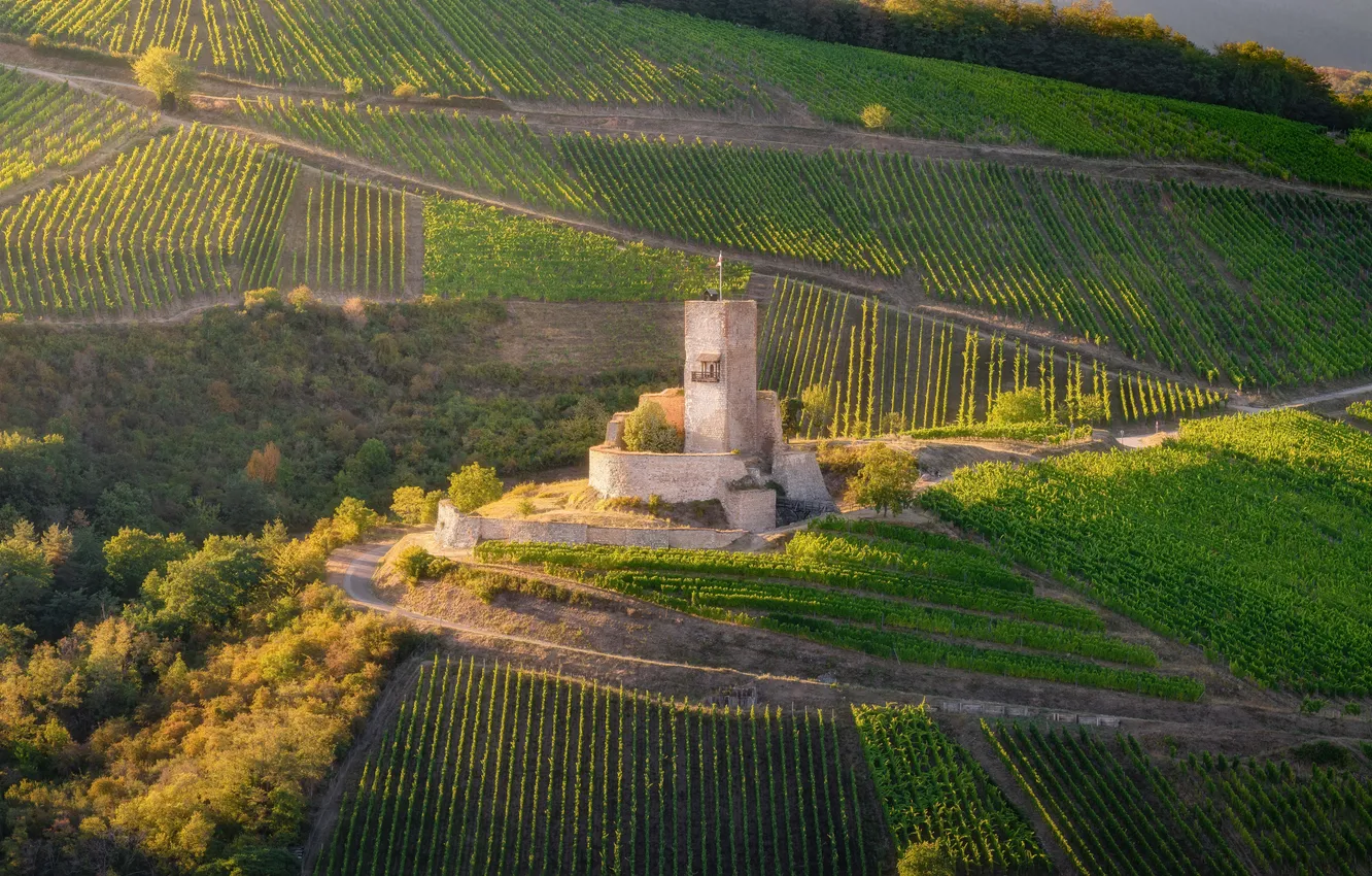 Фото обои зелень, поле, башня