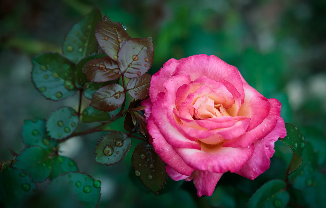 Фото обои листья, розы, розовые