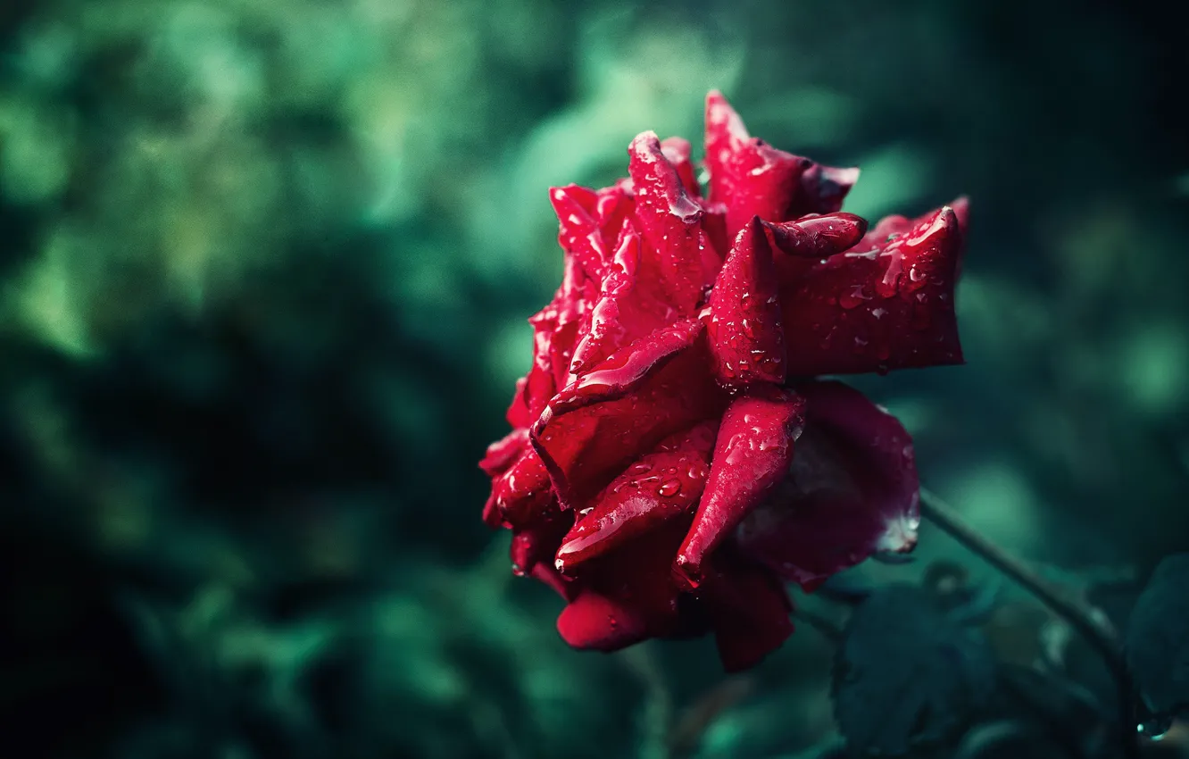 Фото обои цветок, капли, роса, роза, бутон, красная, алая, зеленый фон