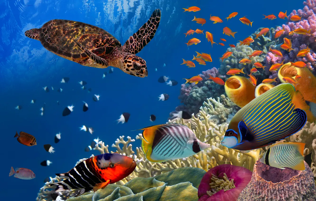 Фото обои blue, background, animal, bottom, aquarium, aquatic, caribbean
