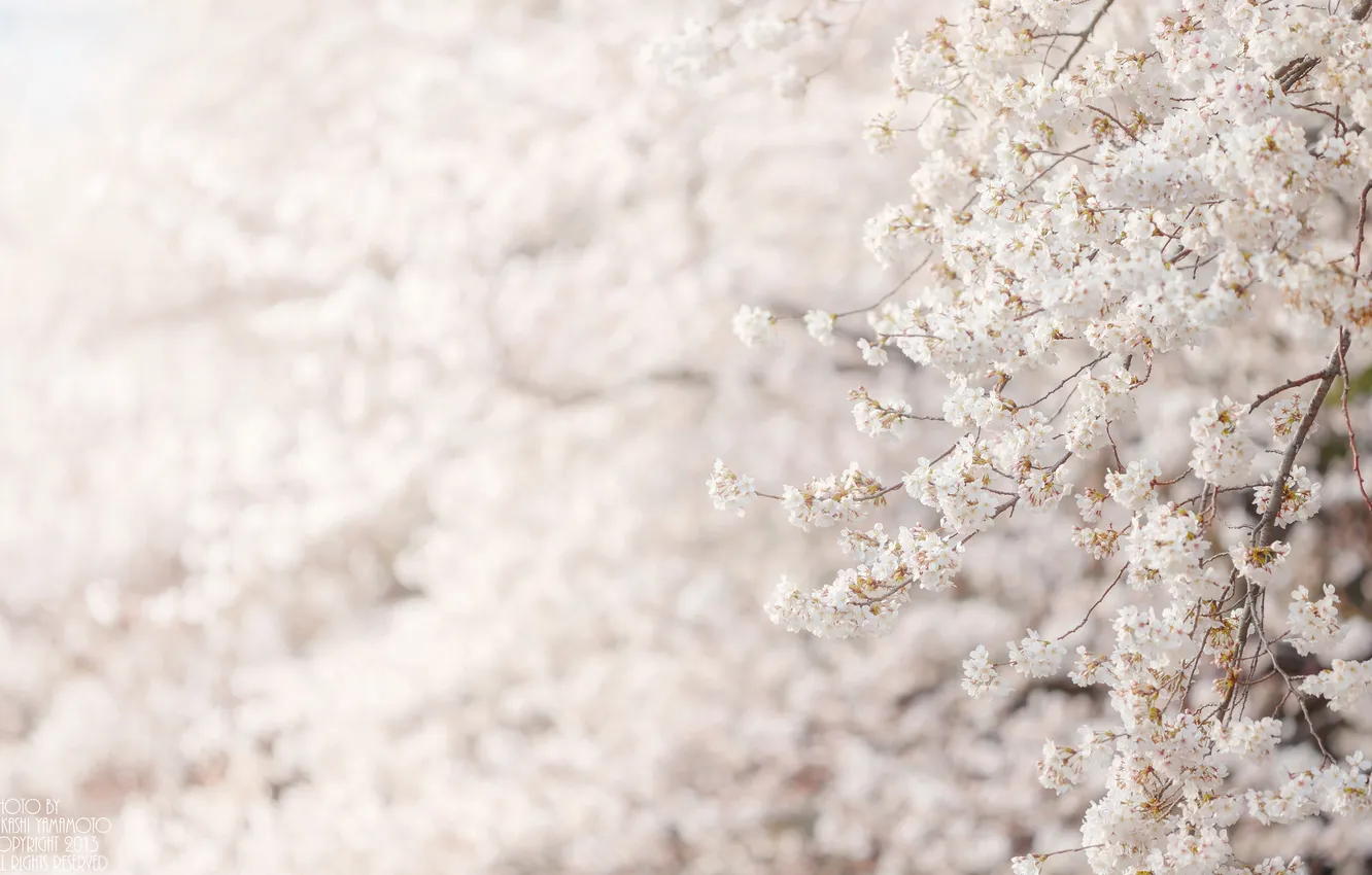 Фото обои цветы, дерево, сакура, белые