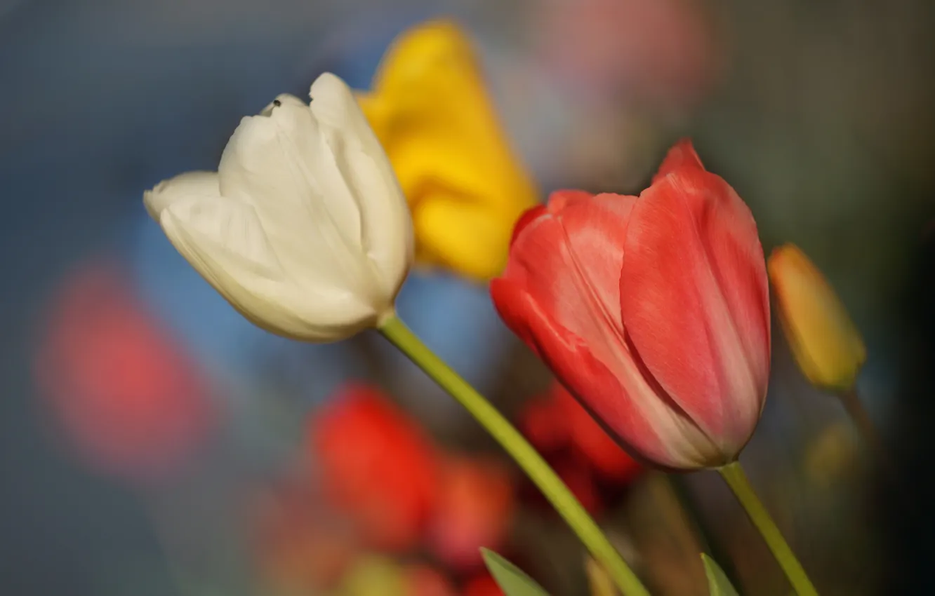 Фото обои тюльпаны, бутоны, боке