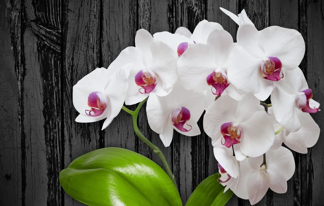 Фото обои цветы, white, flower, wood, orchid