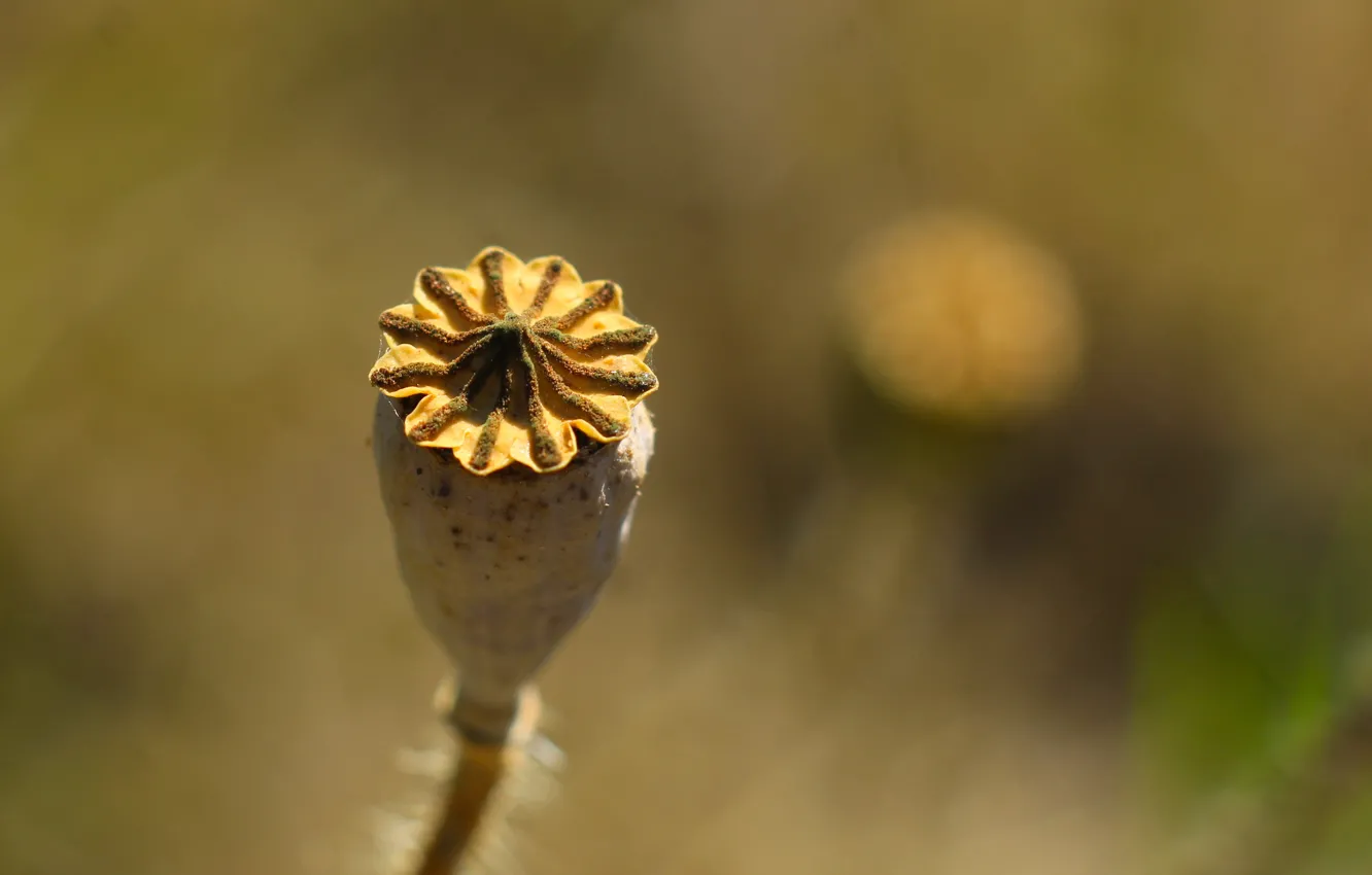 Фото обои field, dry, poppy seed