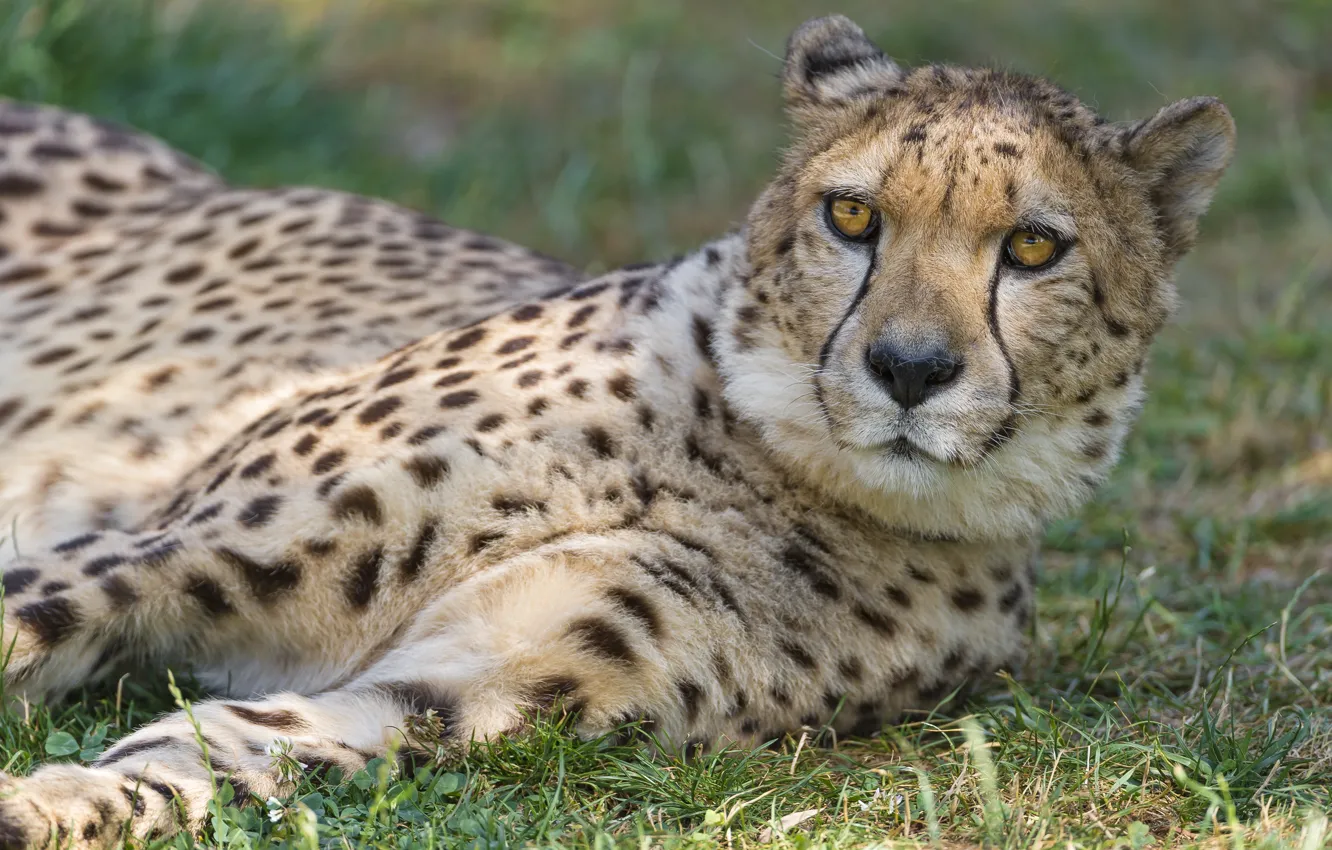Фото обои кошка, трава, морда, гепард, ©Tambako The Jaguar