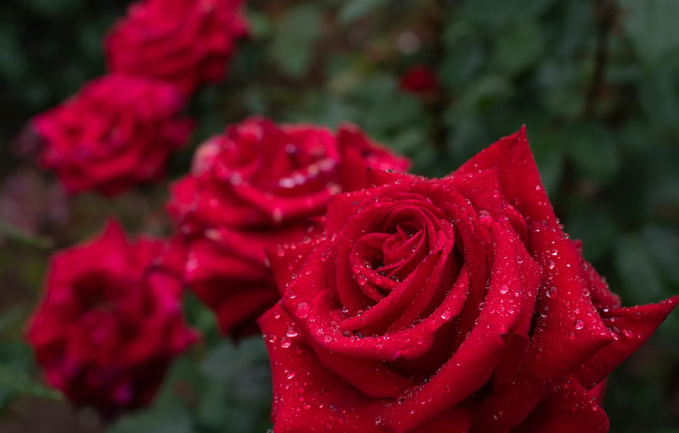 Фото обои капли, макро, розы, лепестки, бутон, красная роза, боке