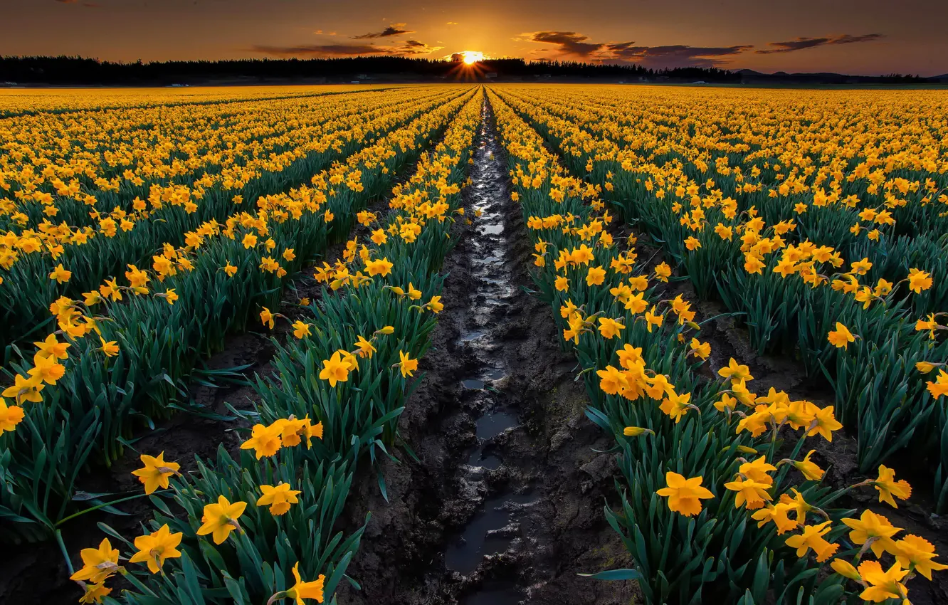 Фото обои поле, закат, цветы, природа, земля, вечер, желтые, грядки
