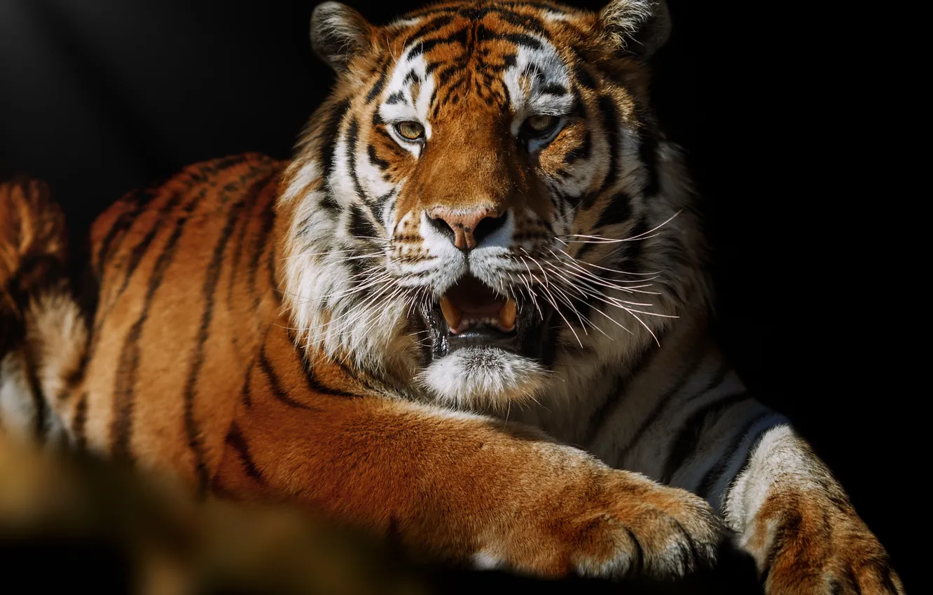 Фото обои тигр, поза, животное, хищник, Олег Богданов
