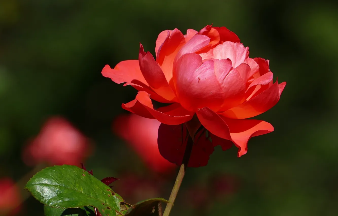 Фото обои листья, свет, цветы, красный, темный фон, розы, сад, стебель