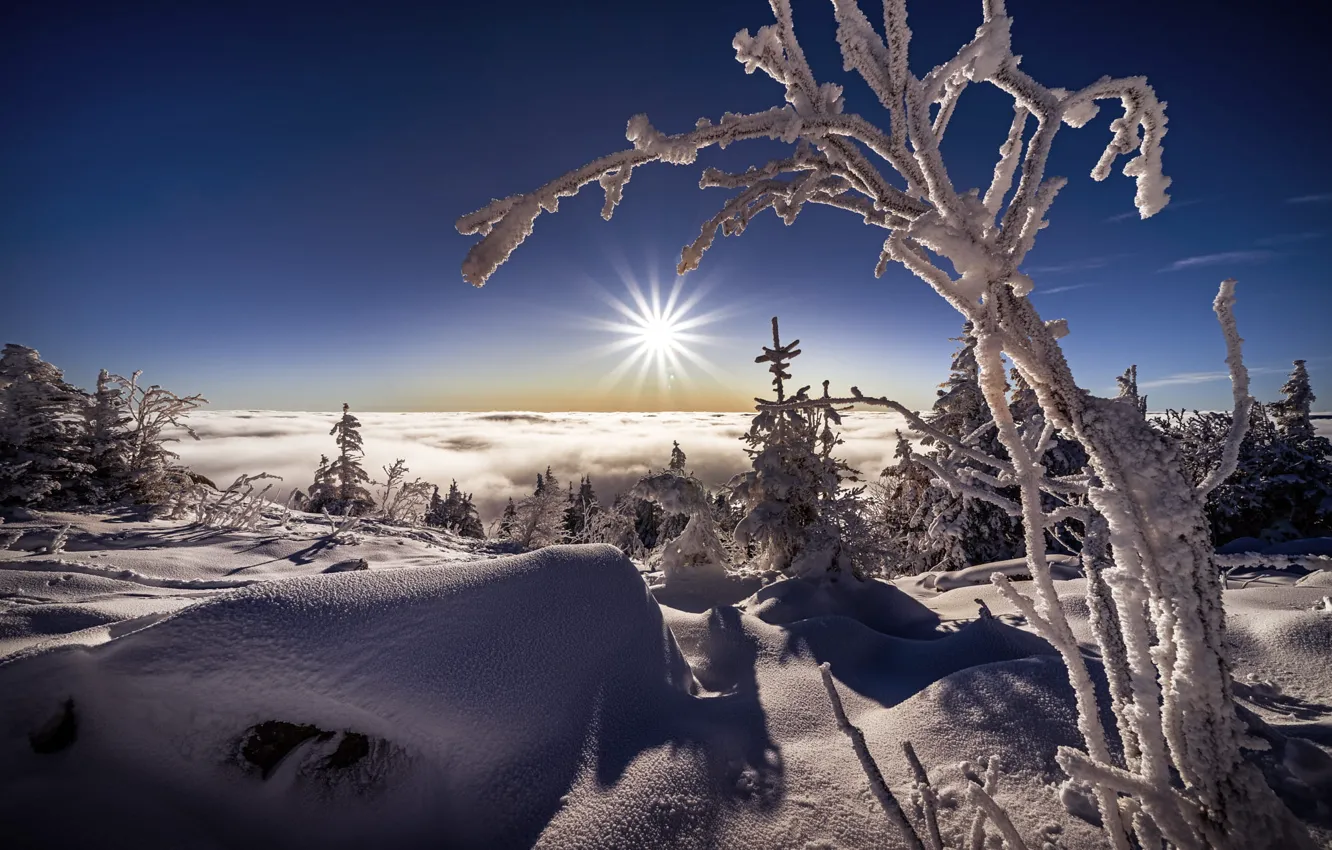 Фото обои зима, солнце, облака, лучи, снег, пейзаж, ветки, природа