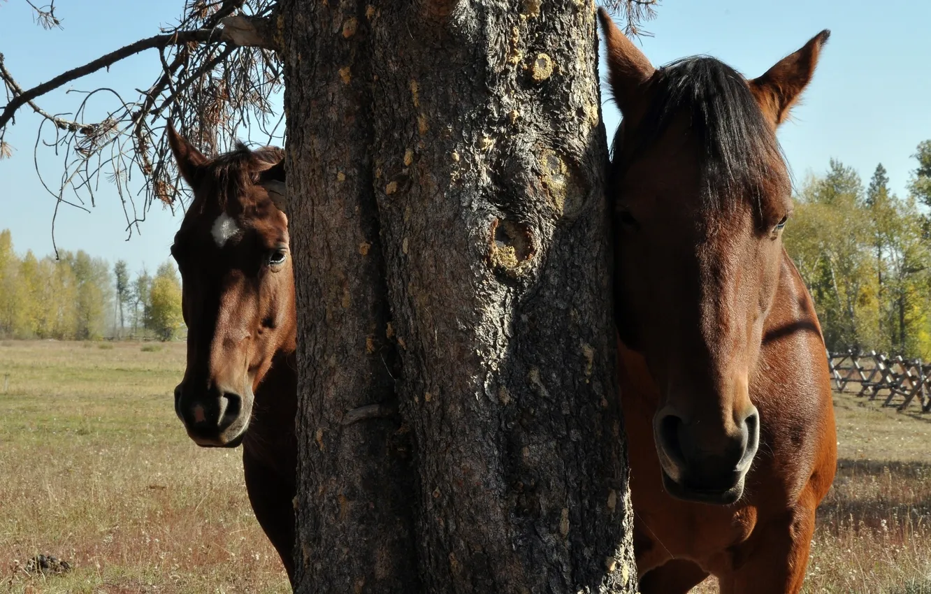 Фото обои природа, дерево, лошадь, лошади, скрытность