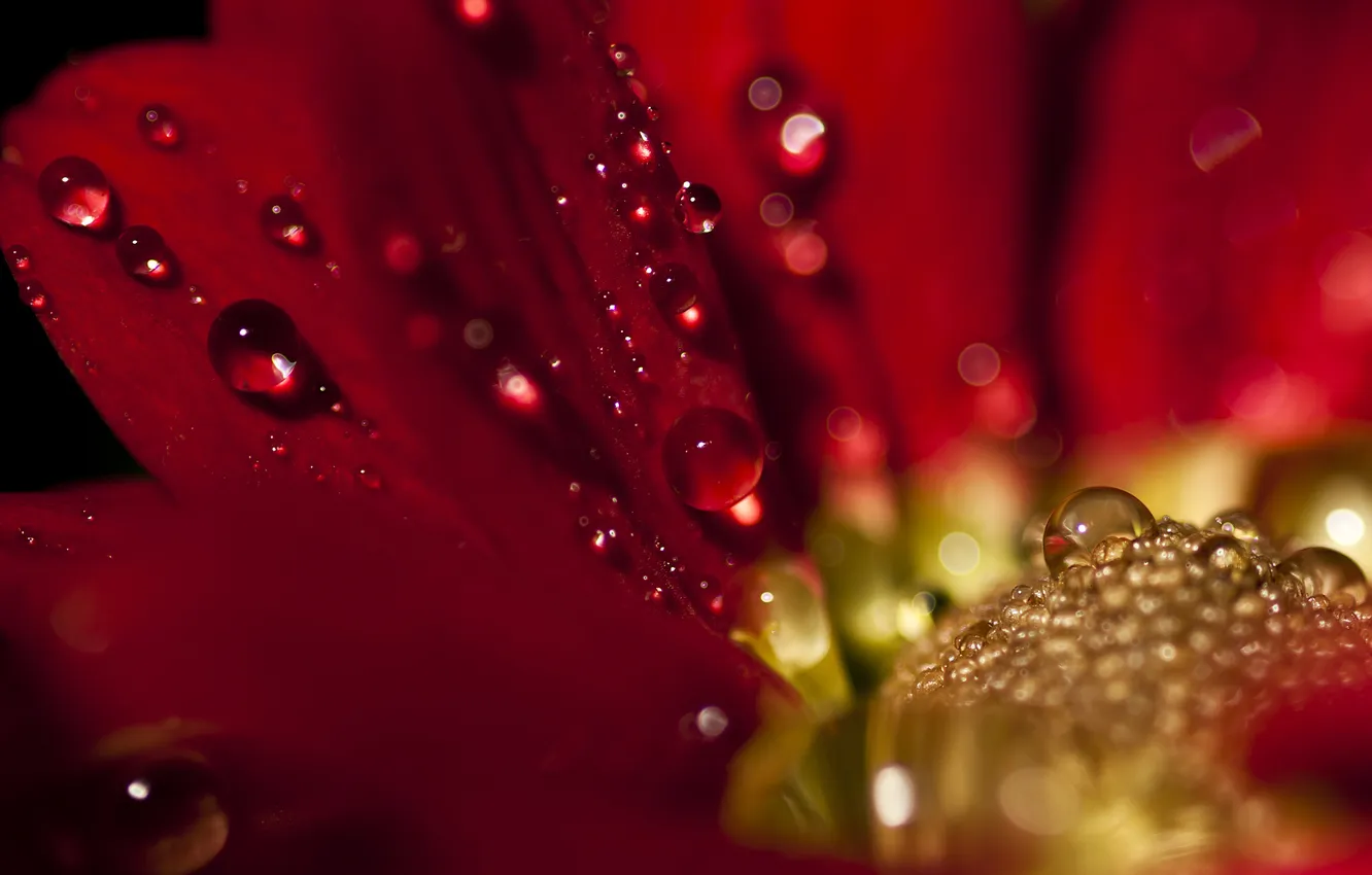 Фото обои капли, цветы, красный, георгин, Drop, Delight
