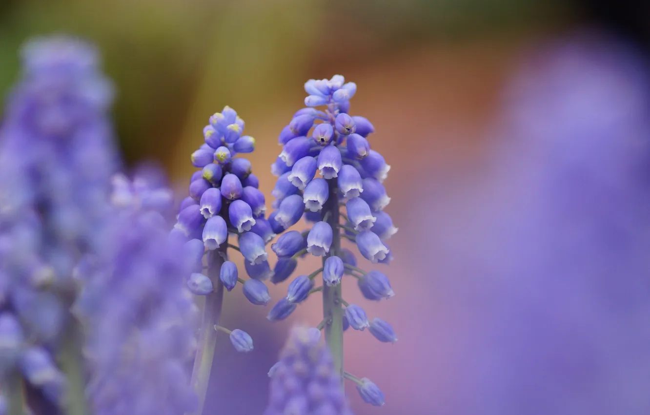 Фото обои цветы, природа, фокус, синие, Мускари