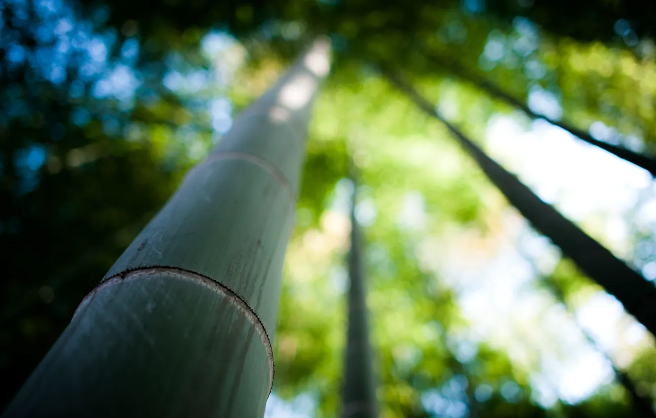 Фото обои природа, дерево, фокус, бамбук, ствол, bamboo