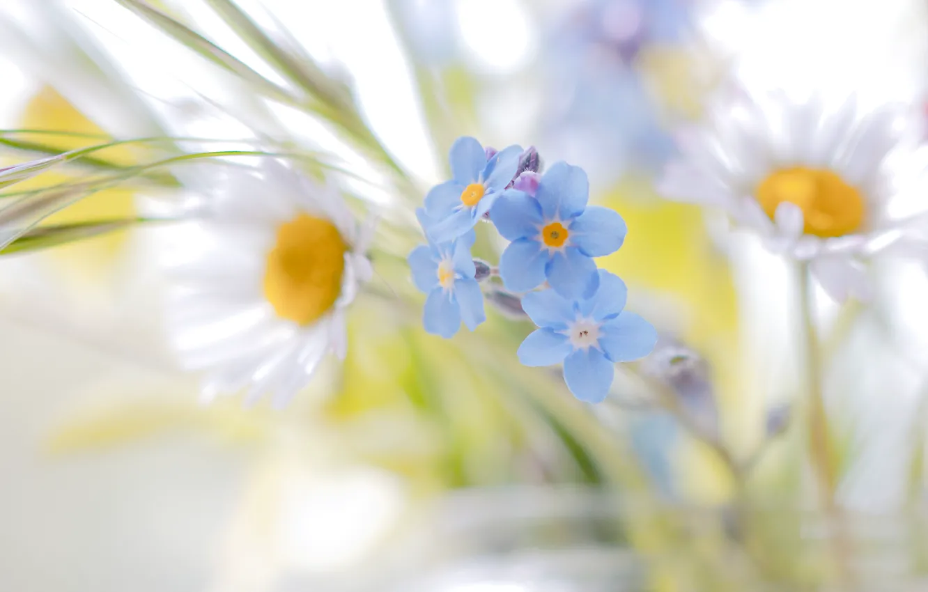 Фото обои flowers, daisies, bokeh