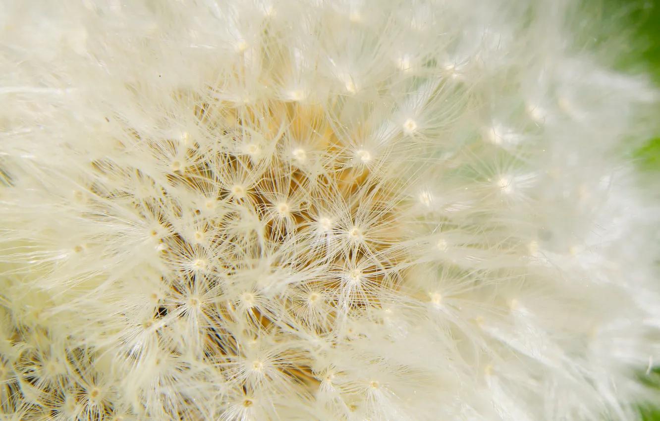 Фото обои white, delicate, dandelion