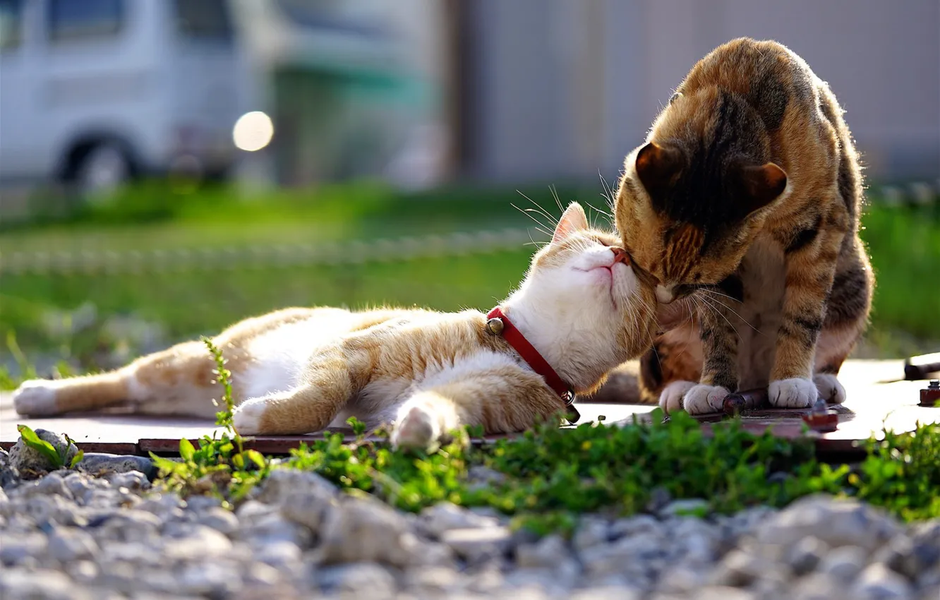 Фото обои кошка, кот, любовь, весна, ласки
