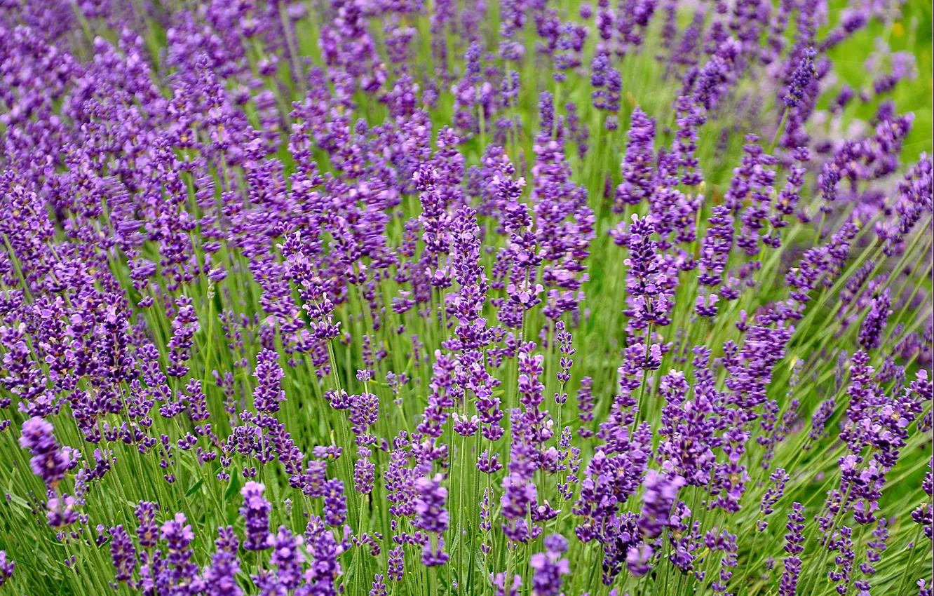 Фото обои поле, field, лаванда, Lavender