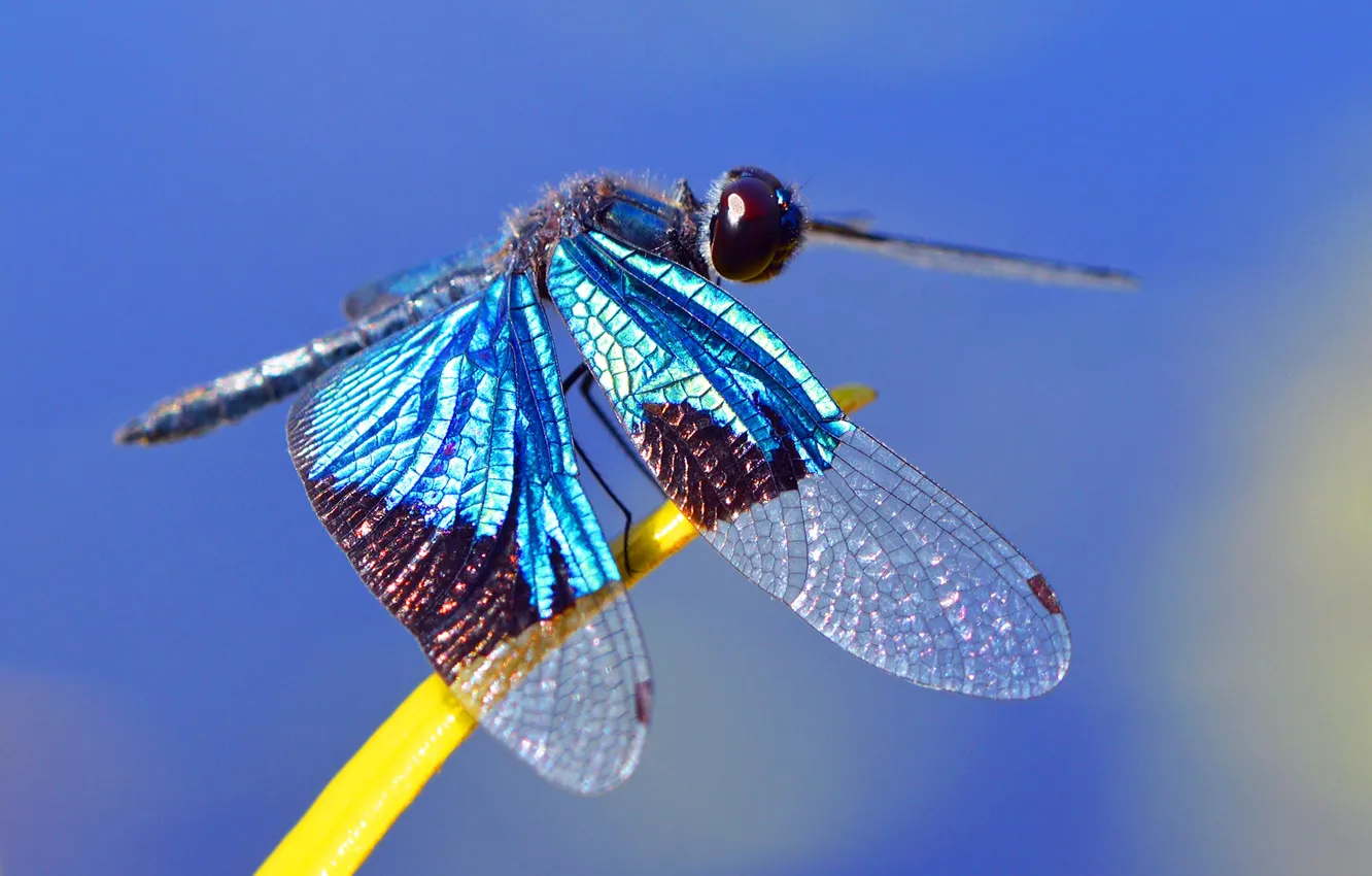 Фото обои насекомые, природа, листок, крылья, стрекоза, nature, wings, dragonfly