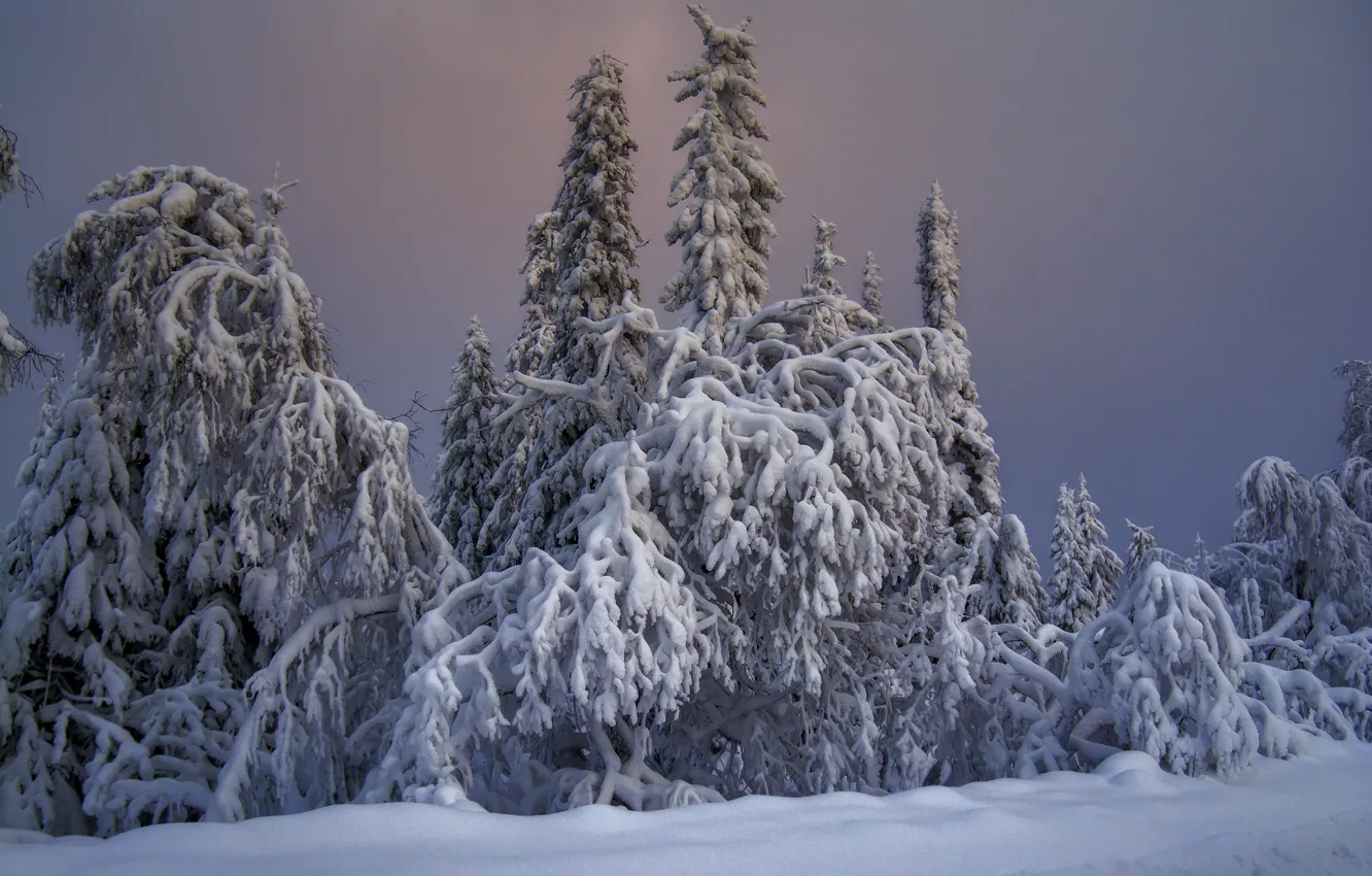 Фото обои зима, небо, снег, природа, ели, Россия, хвойные деревья, Национальный парк Таганай