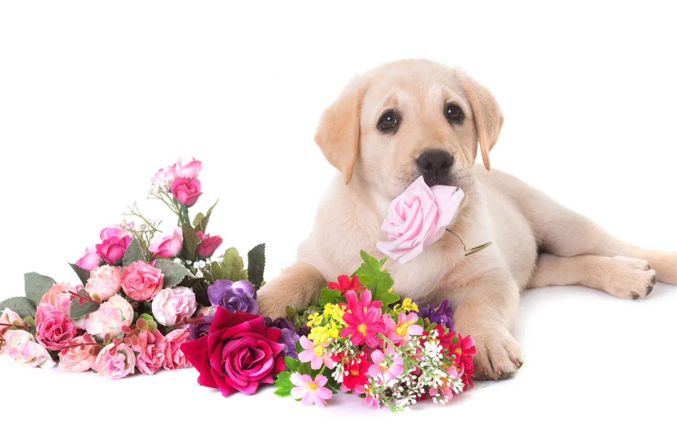 Фото обои взгляд, цветы, собака, лапы, мордочка, Щенок, лабрадор