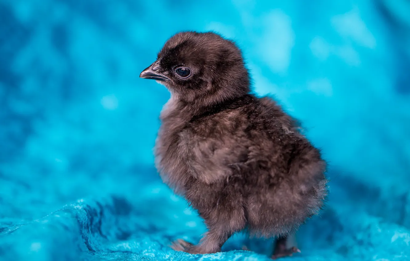 Фото обои цыплята, малыш, кроха