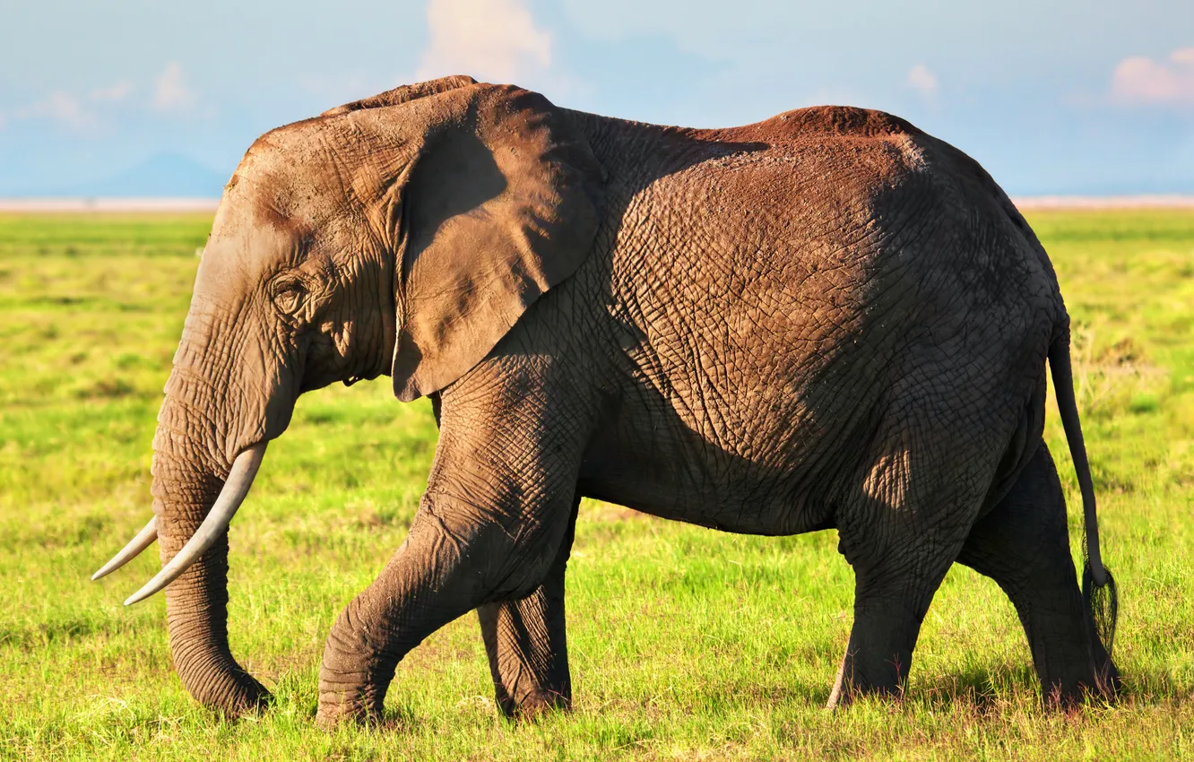 Фото обои animals, elephant, african