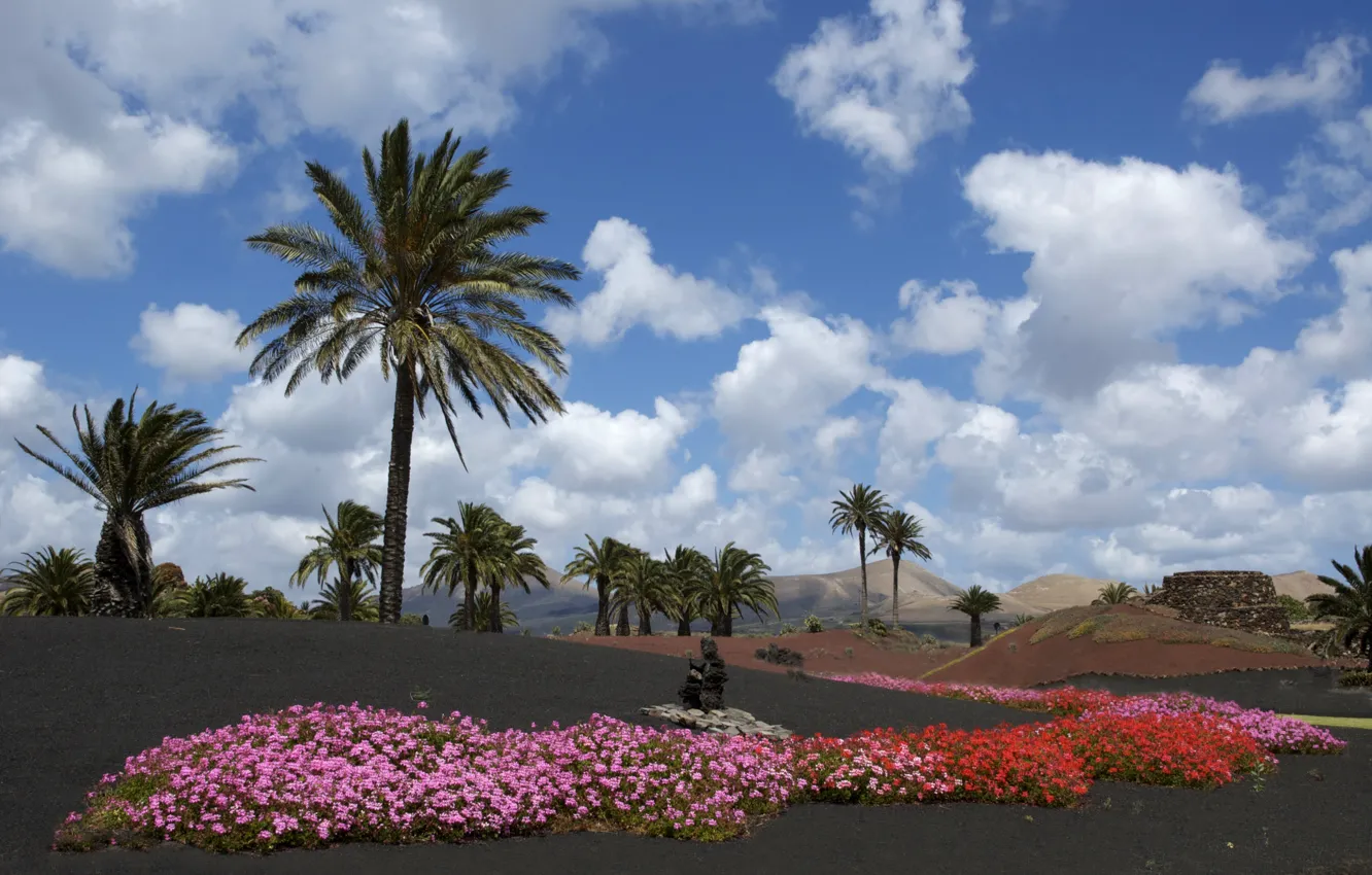 Фото обои Flowers, blue sky, whiteclouds, Lanzarote, volcanic island, black ground