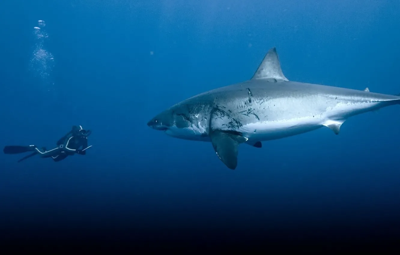 Фото обои underwater, animals, sea, Great White Shark, animals in the wild