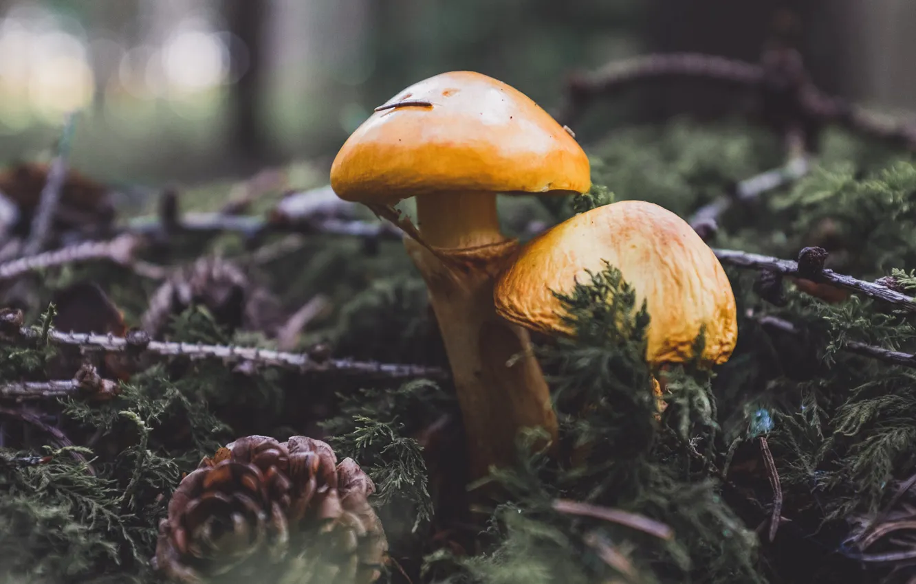 Фото обои лес, грибы, парочка, шишка