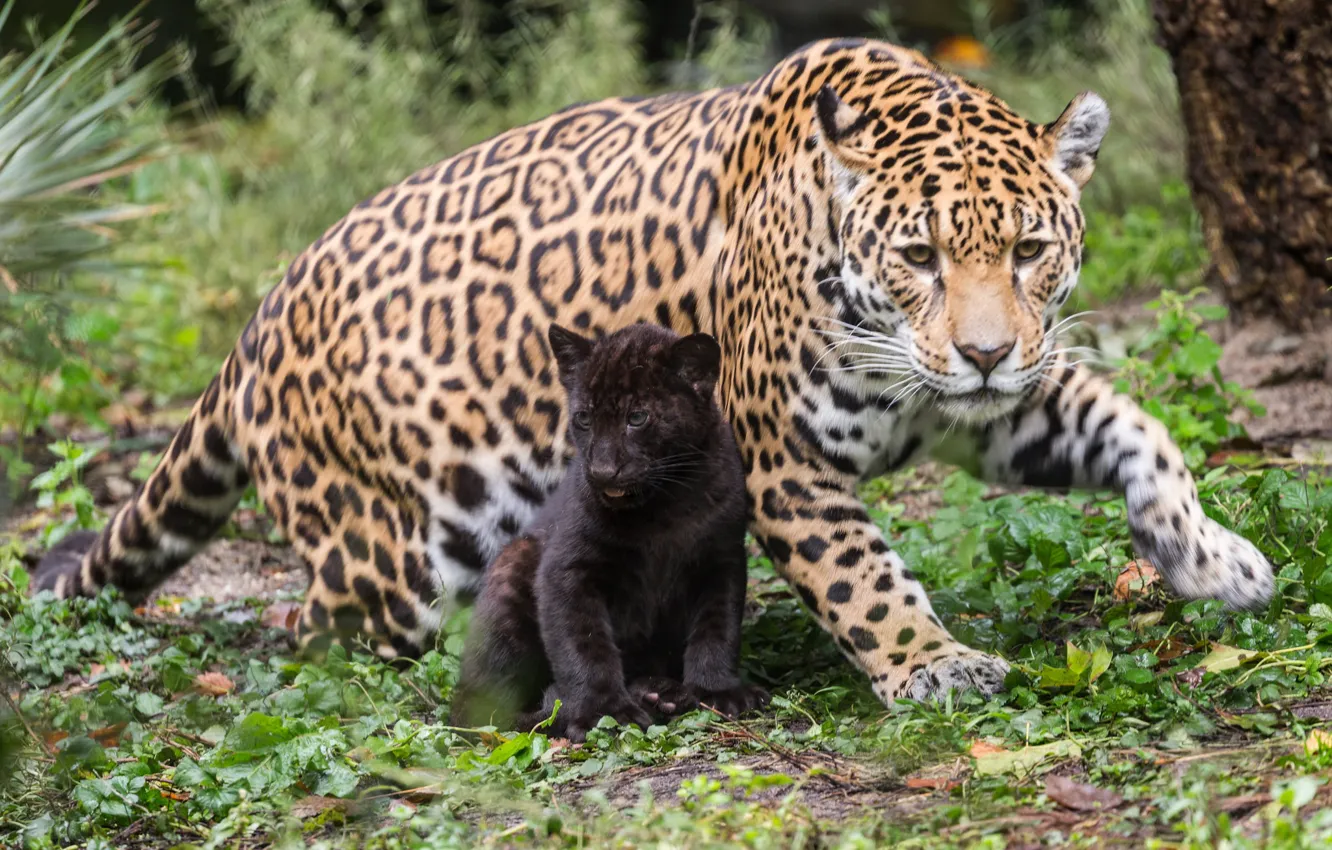 Фото обои кошки, природа, малыш, мама, ягуары