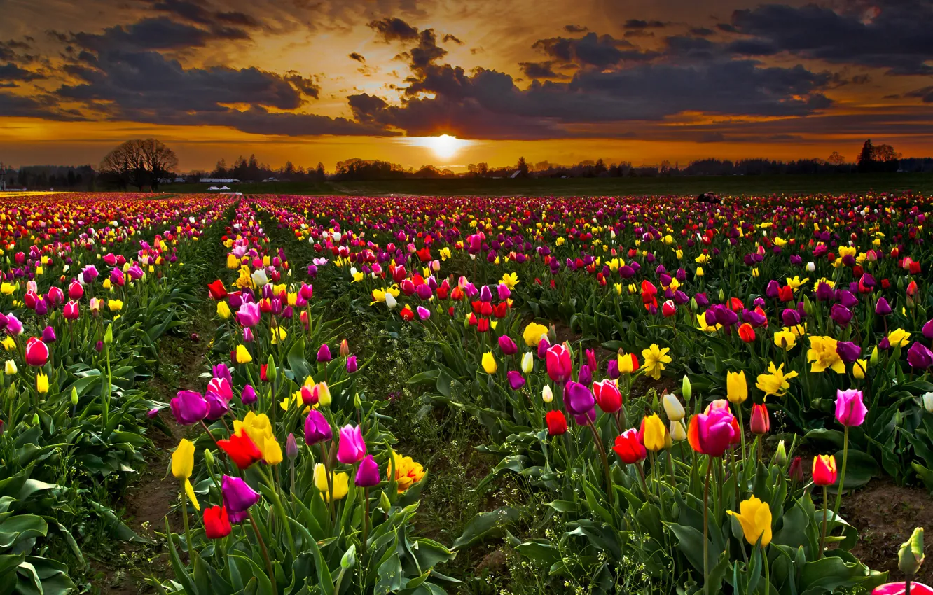 Фото обои поле, небо, закат, цветы, тучи, тюльпаны, плантация