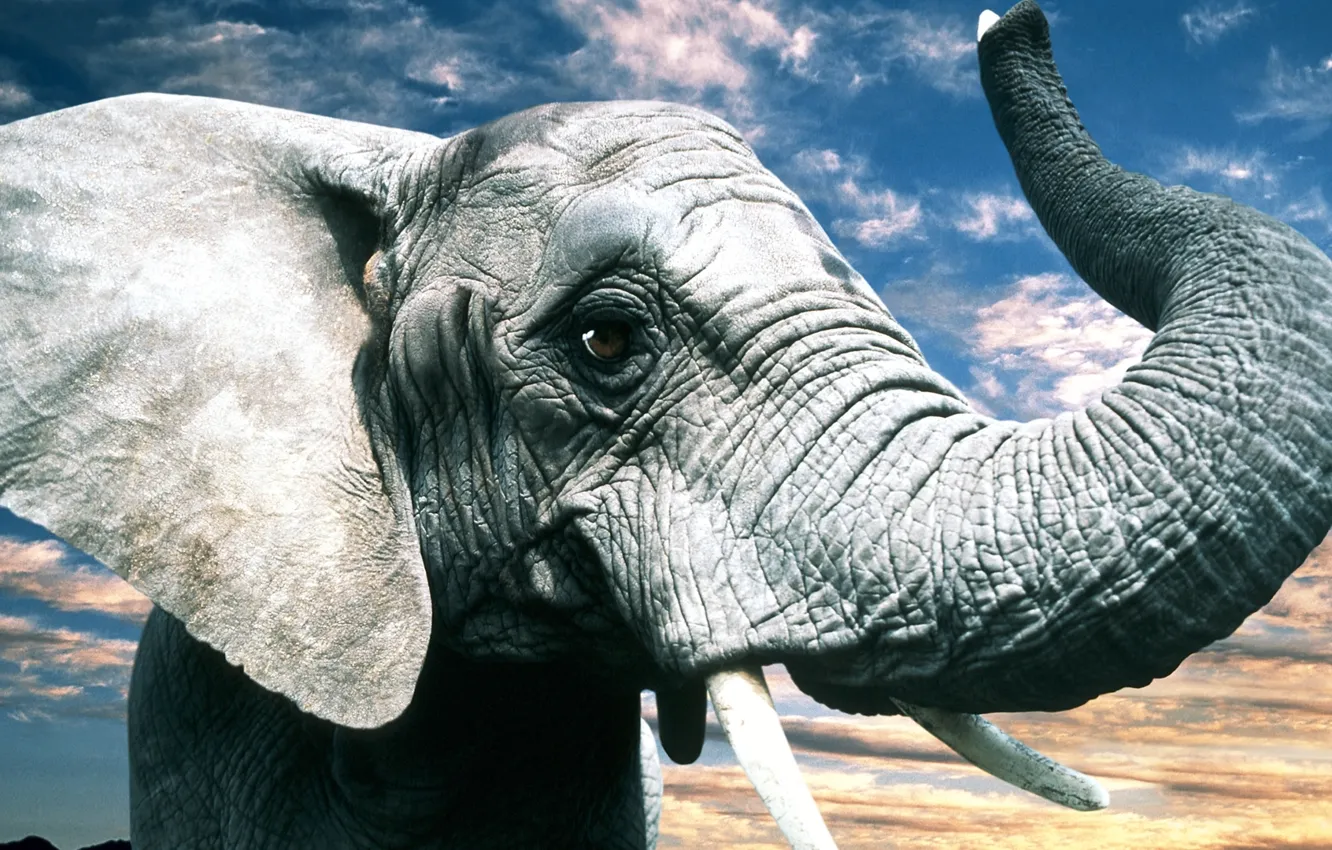 Фото обои глаза, природа, серый, слон, уши, хобот