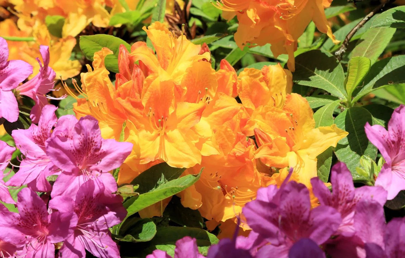 Фото обои листья, макро, свет, цветы, оранжевый, ветки, яркие, весна