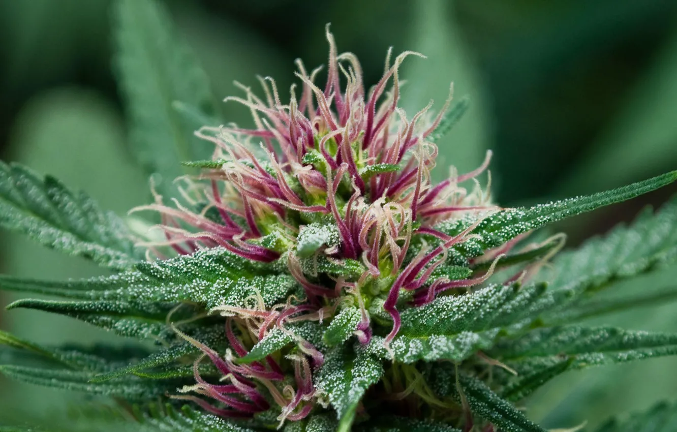 Фото обои цветок, травка, cannabis, weed, махорка