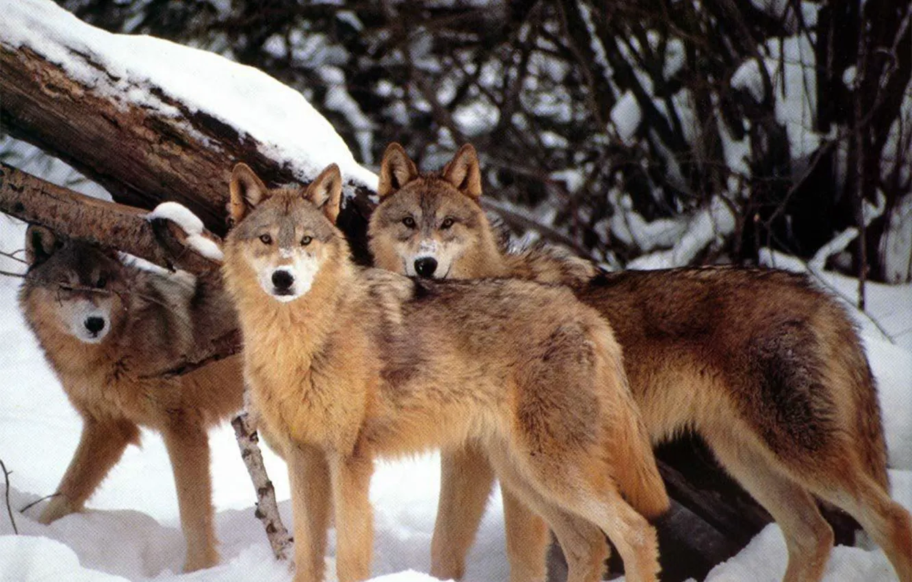 Фото обои nature, predator, animal, wolf, wildlife, wolf pack, Canis lupus., portrait.